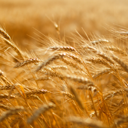 Carefully selected barley