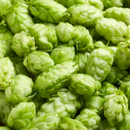 First-rate Slovenian hops